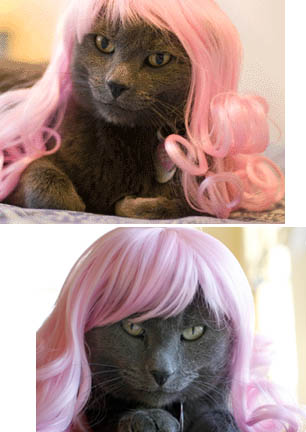 Illustration for article titled Glamorous Cat Wigs